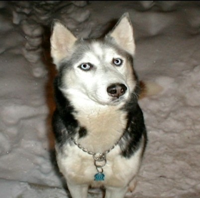 Siberian Husky sled dog named Dakota