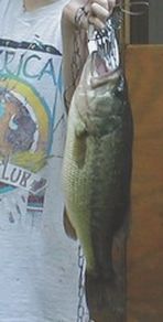 largemouth bass