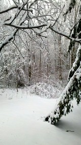 Trees with snow